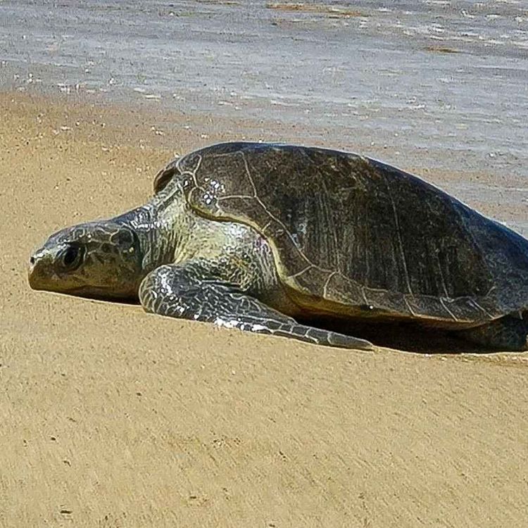 cover art for The great Costa Rica turtle race