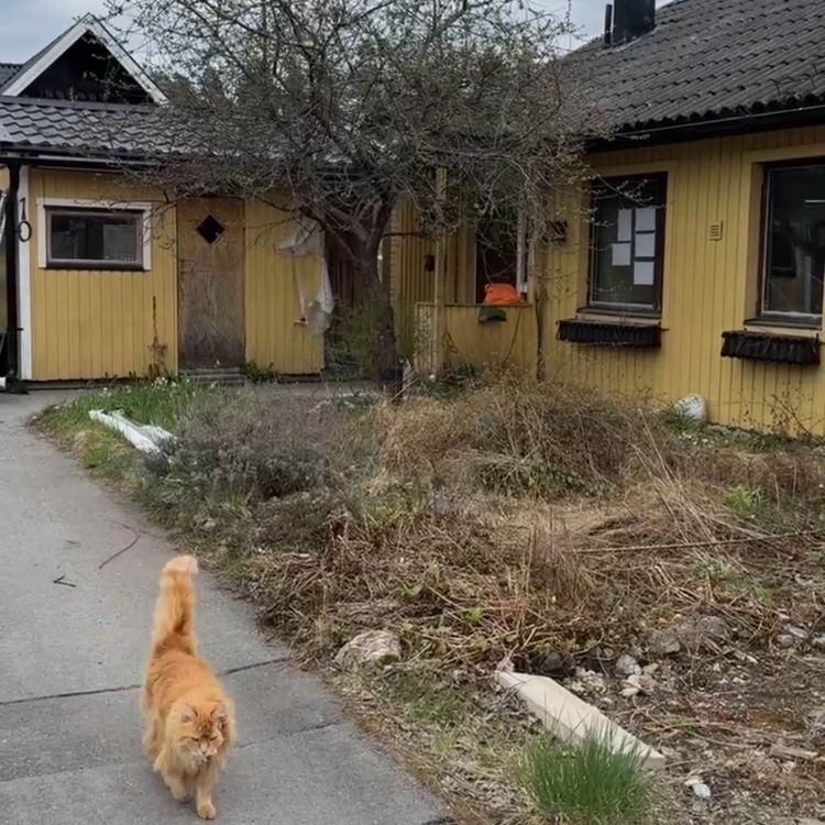 cover art for Radhusrenoveringen - tipsen du behöver