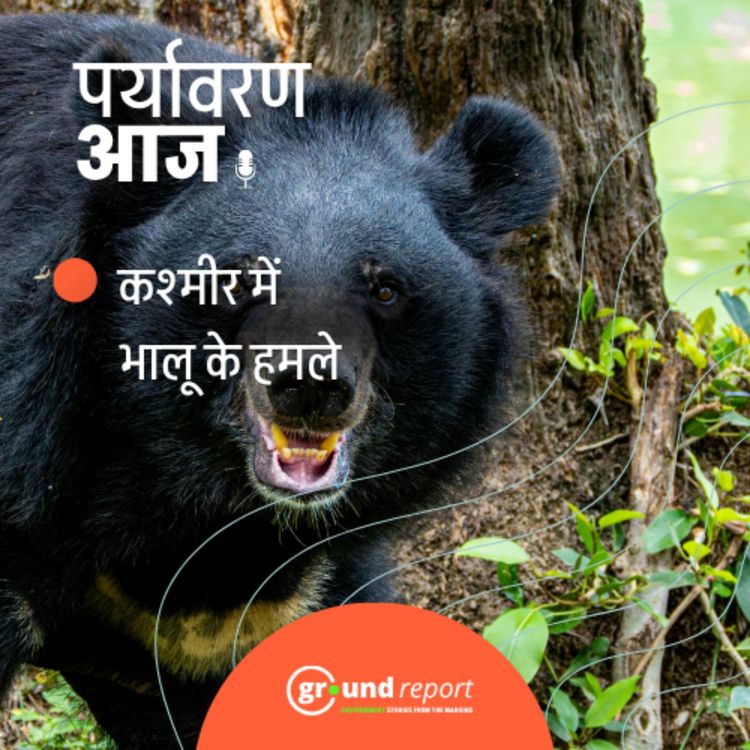cover art for कश्मीर में क्यों बढ़ रहा है मानव-भालू संघर्ष?