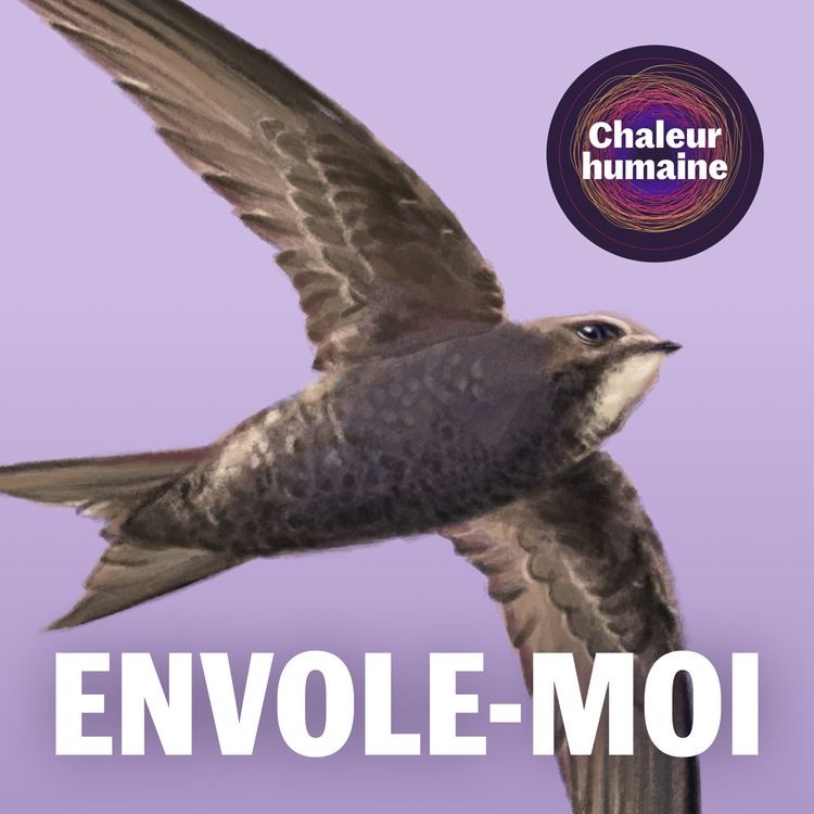 cover art for Envole-moi : le martinet noir (4/6)