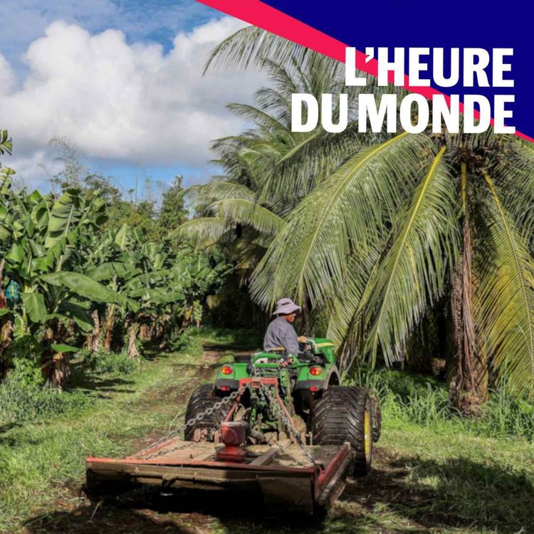 cover art for Chlordécone : qui est responsable de l’empoisonnement des Antilles ? 