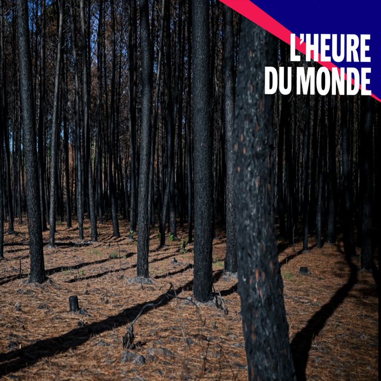 cover art for Les forêts françaises, grandes sinistrées de la crise climatique