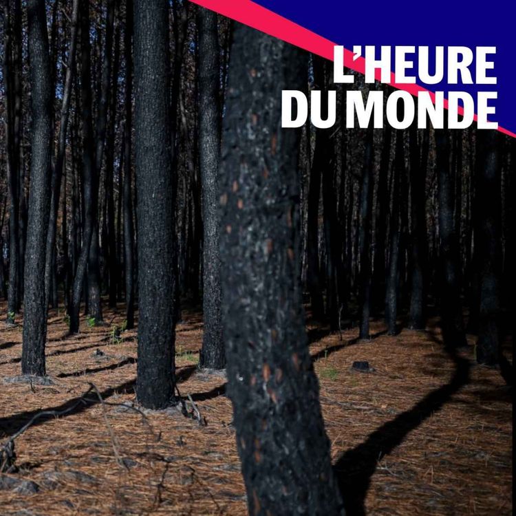 cover art for Les forêts françaises, grandes sinistrées de la crise climatique