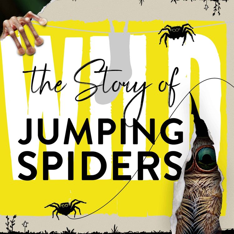 cover art for The Spiders That Like Sock Smell