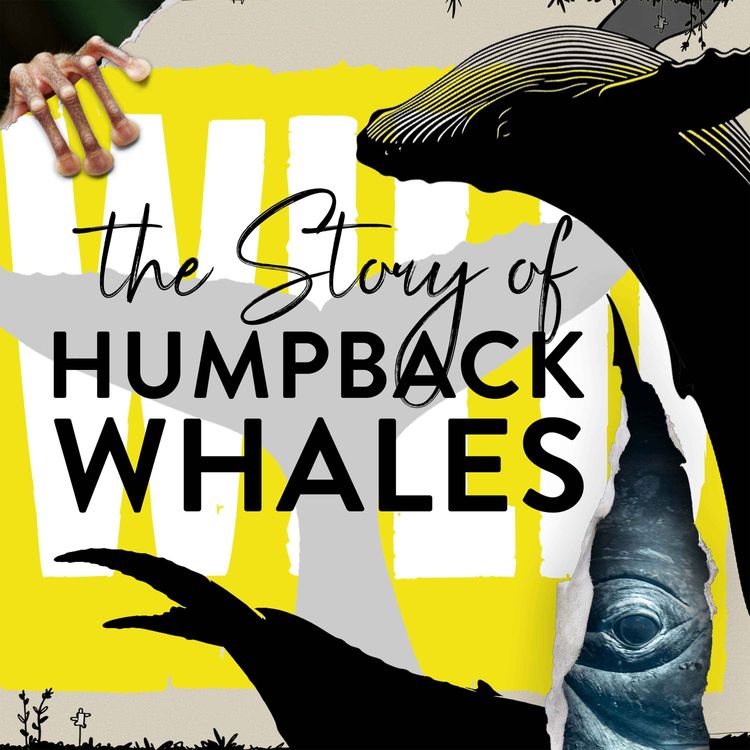 cover art for What We Learn From Whale Snot