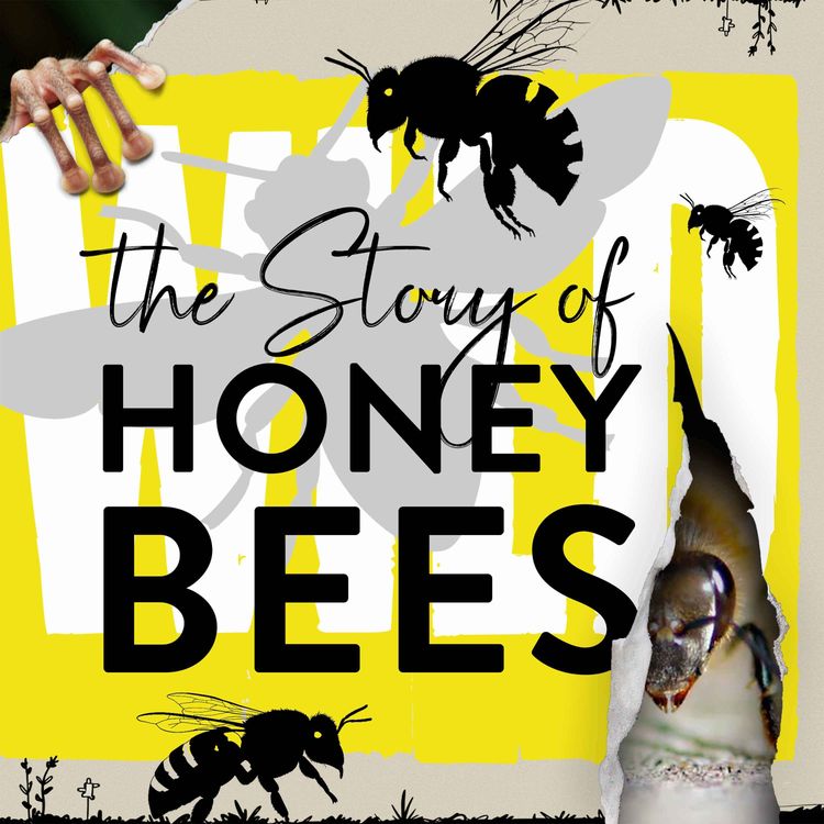 cover art for Why Hot Bees Get Fed Honey
