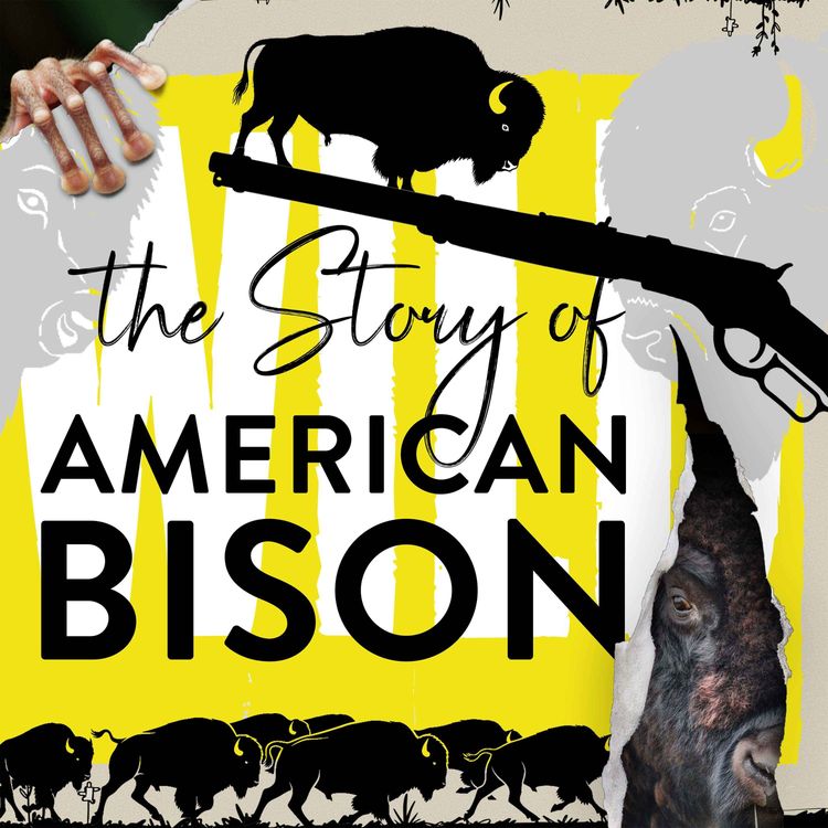 cover art for The President That Saved The Bison