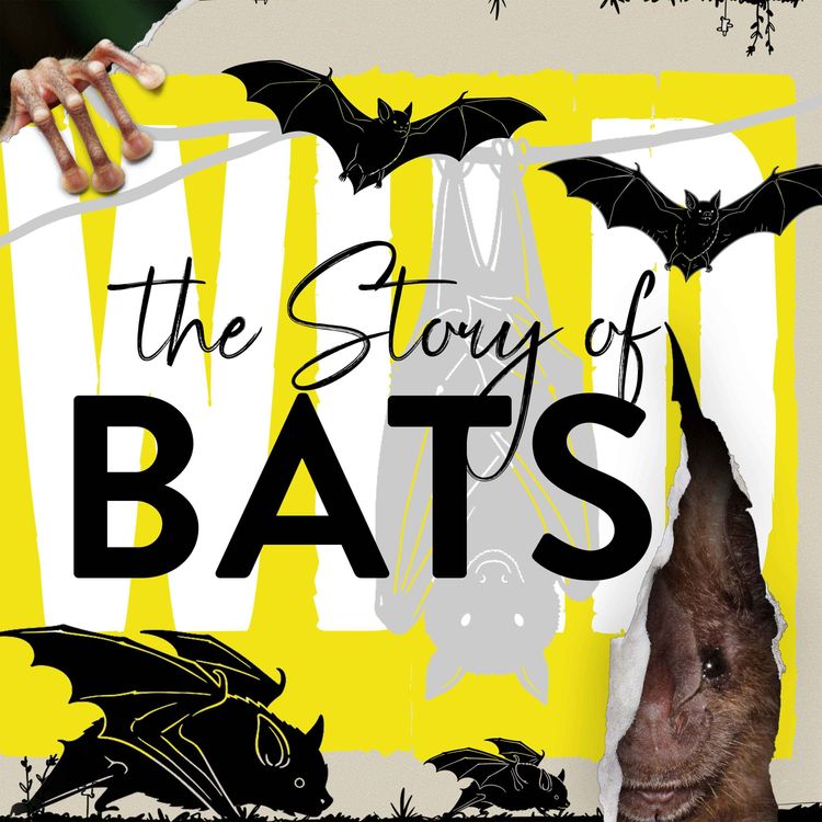 cover art for What A Bat Sees