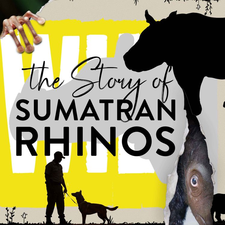 cover art for The Hairy Rhino Problem