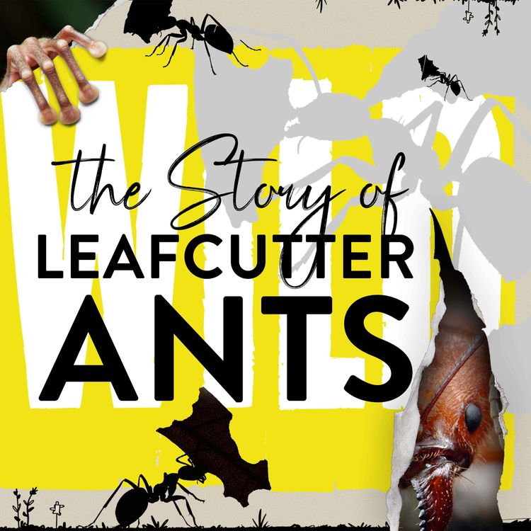 cover art for The Value of Ant Poo