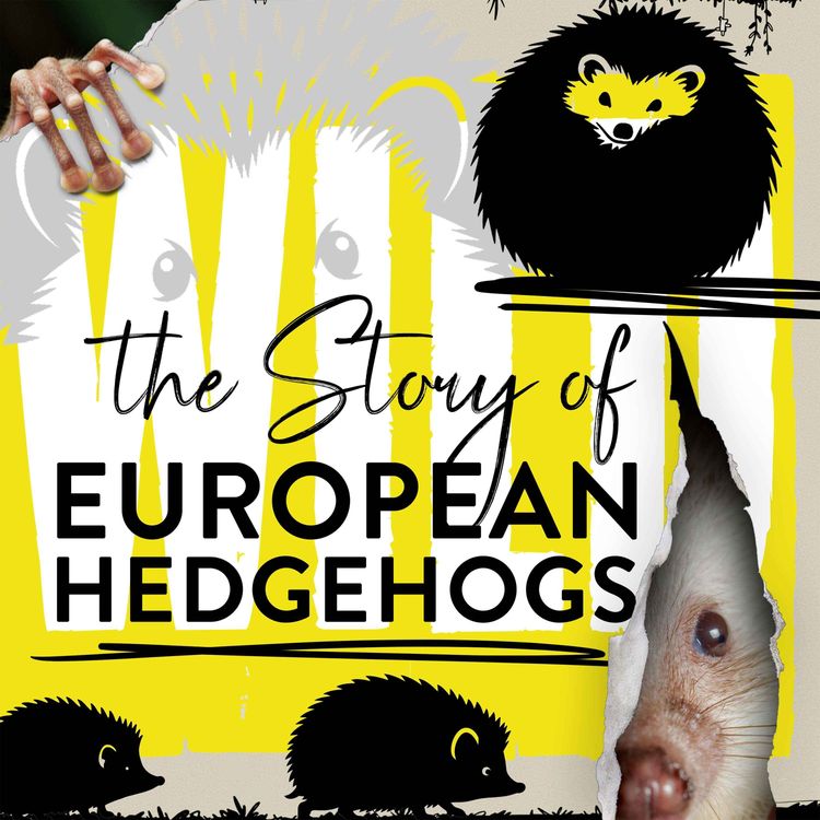 cover art for The Secret Sound that Hedgehogs Hear