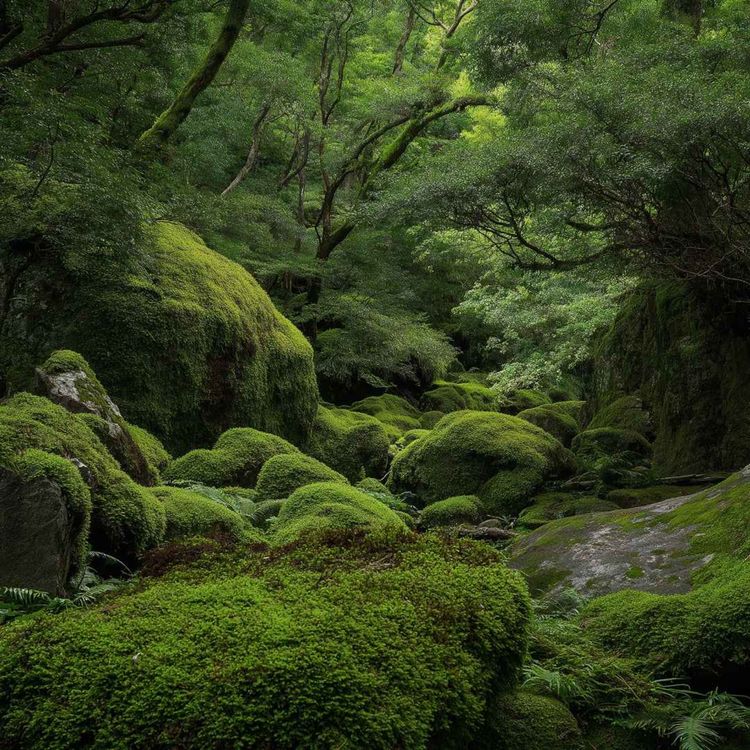 cover art for Natural Sleep