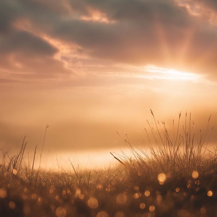 cover art for Dawn's Gentle Embrace