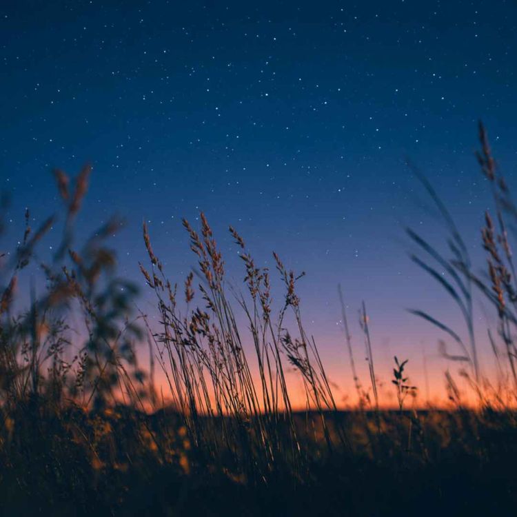 cover art for Crickets & Owls Lullaby