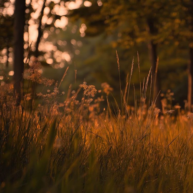 cover art for Cicadas Chirping & Forest Birds at Dusk