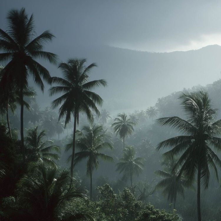 cover art for Tropical Rain