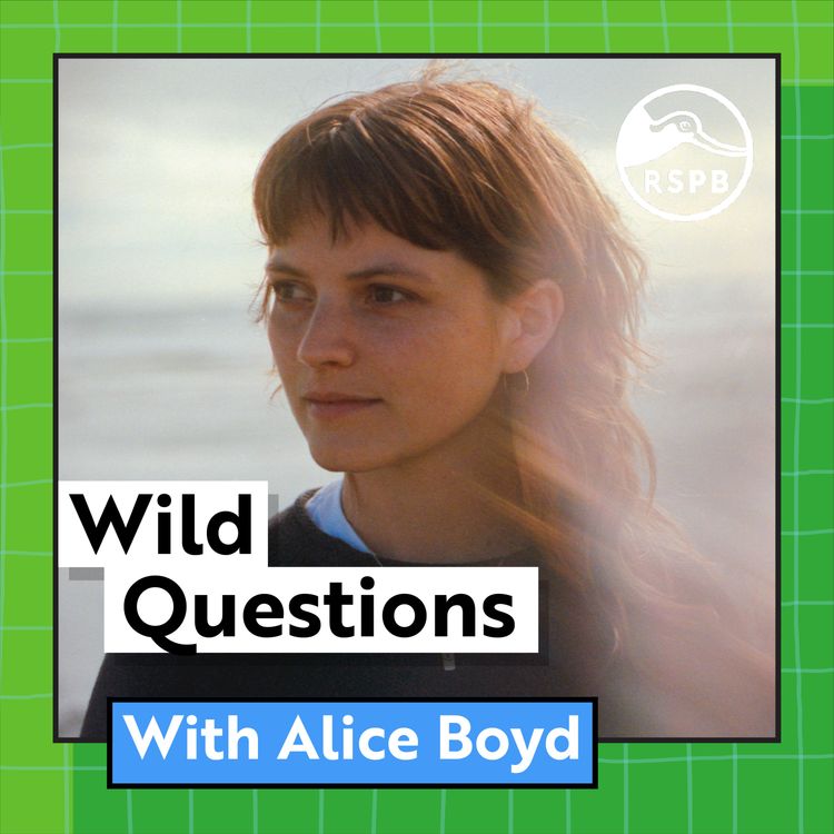 cover art for Do White-tailed Eagles Have a Secret Language? (Alice Boyd)