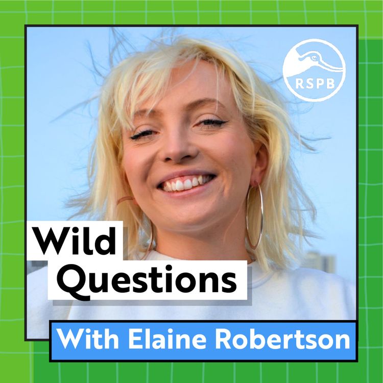 cover art for Why are Blackbirds Always On One? (Elaine Robertson)