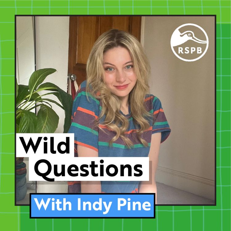 cover art for How Do You Teach A Pigeon To Do War? (Indy Pine)