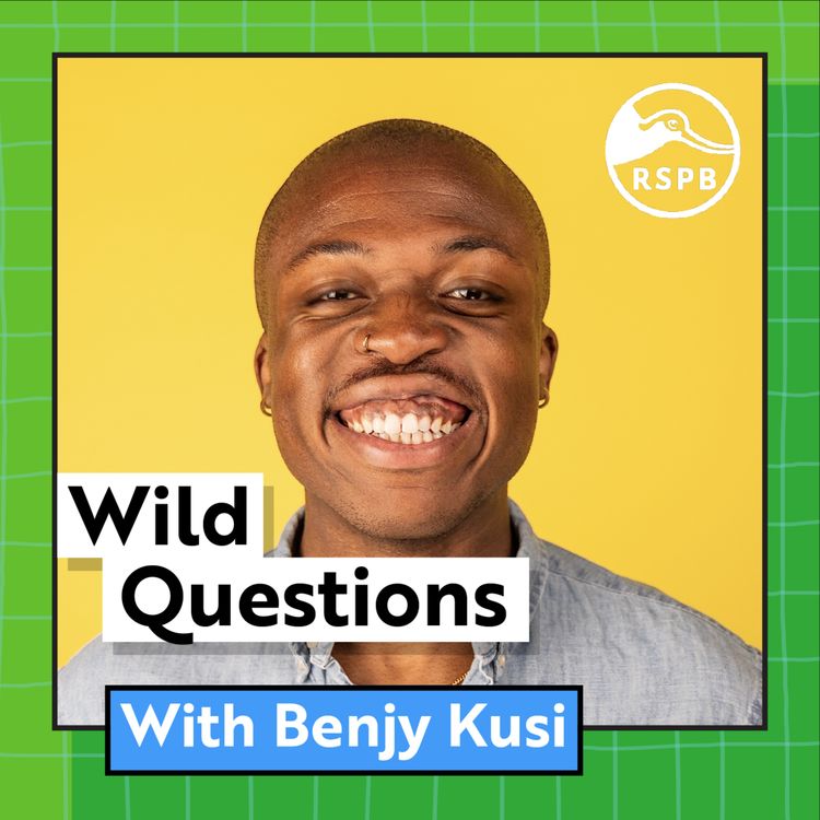 cover art for How Common Is Same-Sex Pairing In Birds? (Benjy Kusi)