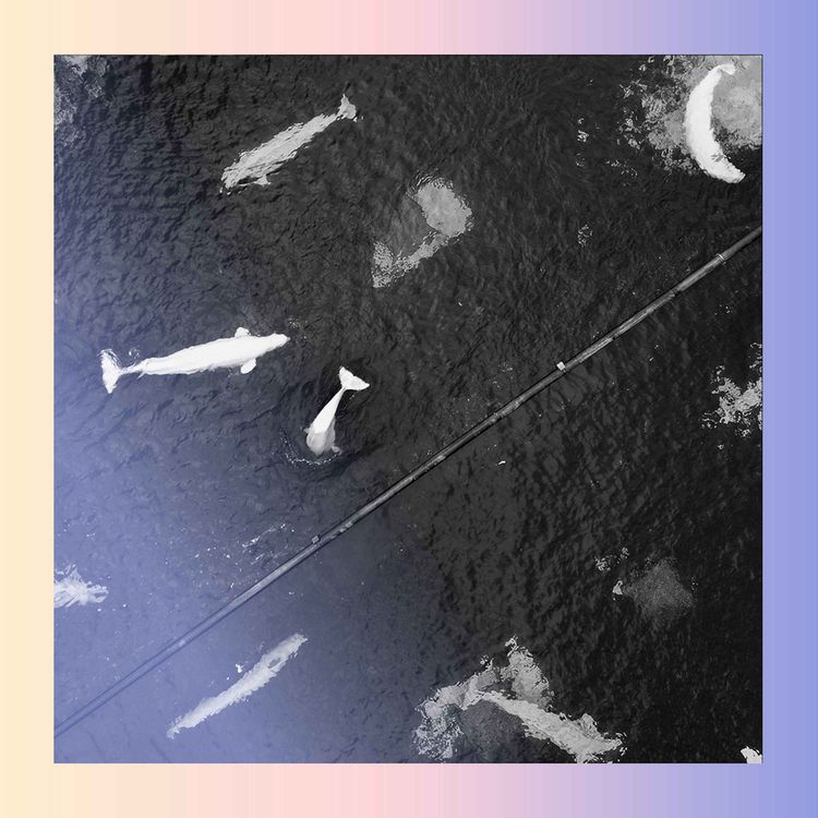 cover art for The last whales at Marineland