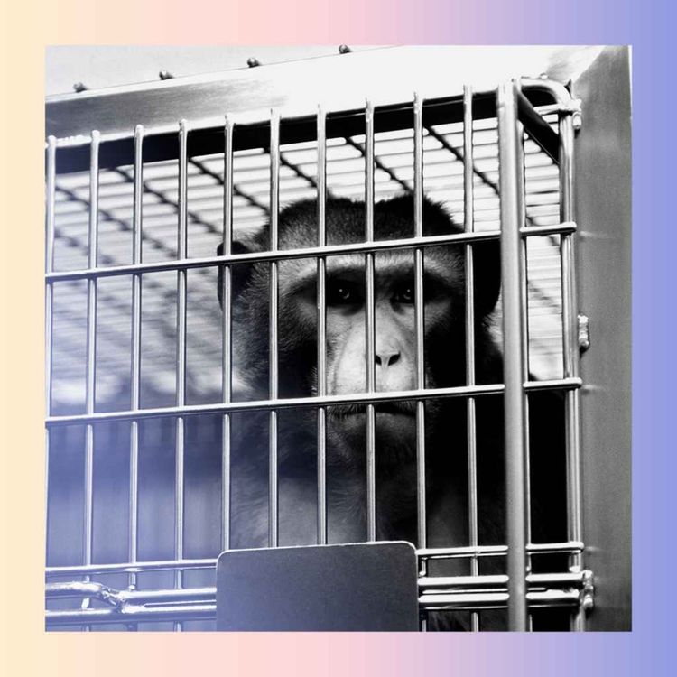 cover art for The war on animal research