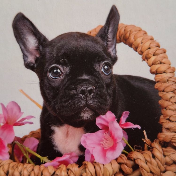 cover art for Ma relation avec les animaux 