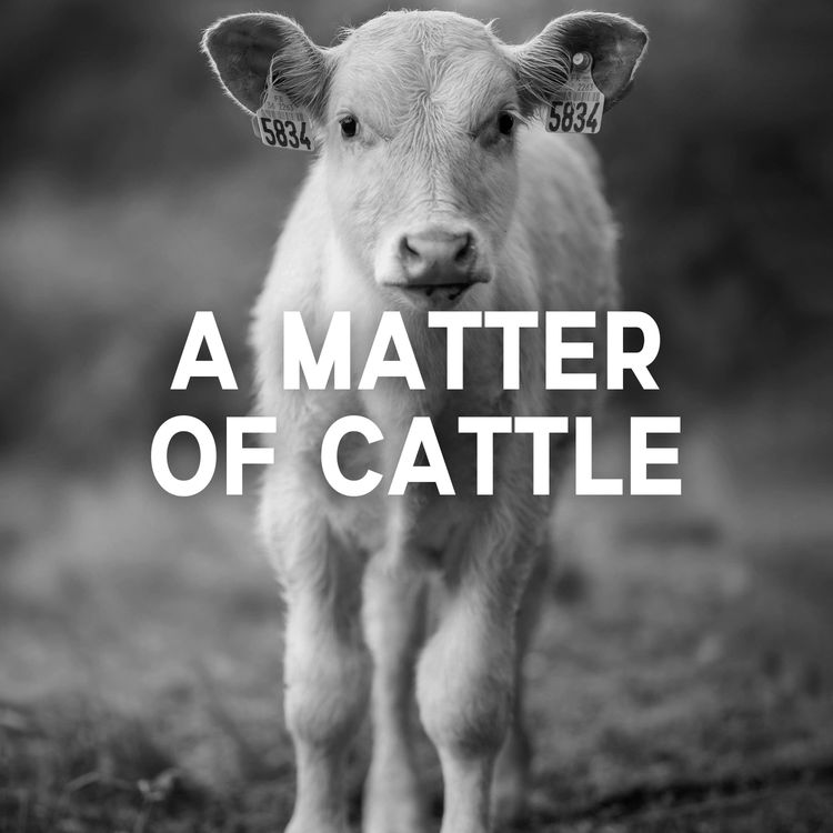 cover art for A Matter of Cattle
