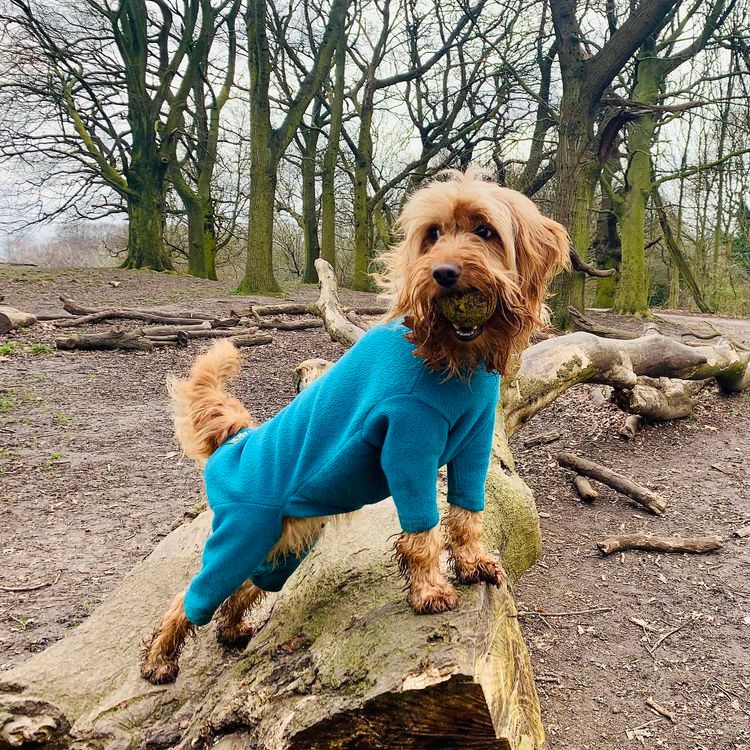 cover art for Psycho Dog 4