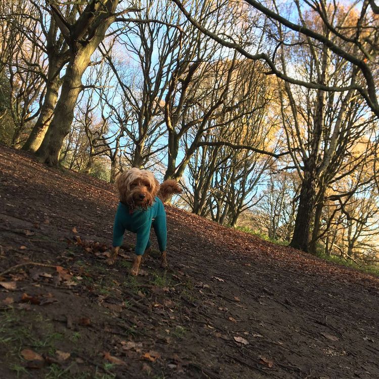 cover art for Psycho Dog Trainer 2