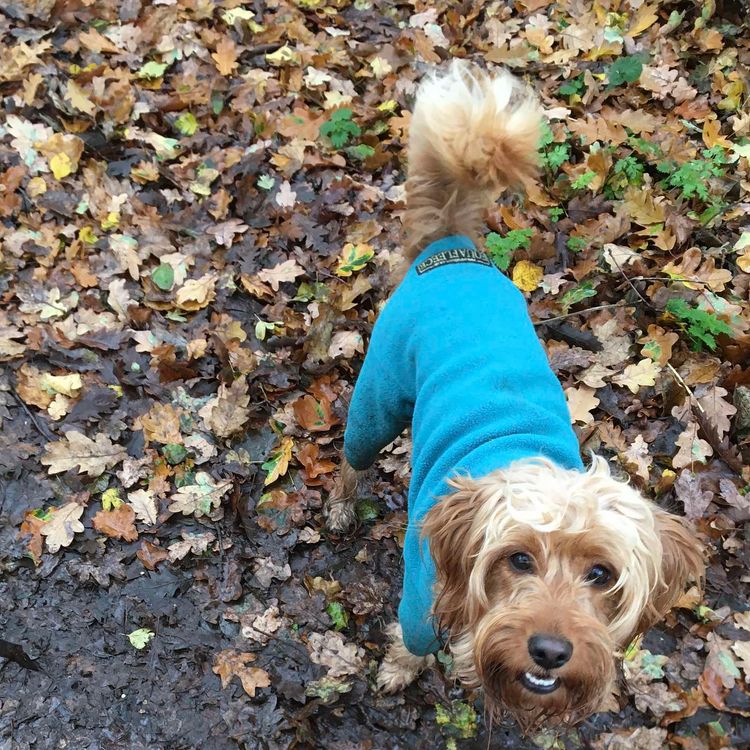 cover art for Psycho Dog Trainer 3