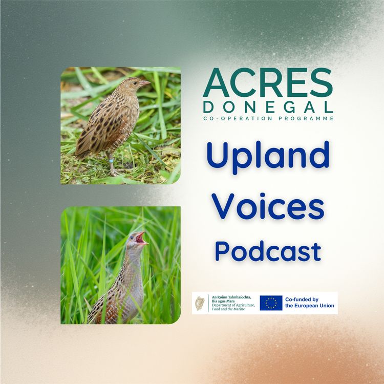 cover art for Upland Voices - The Plight of the Corncrake