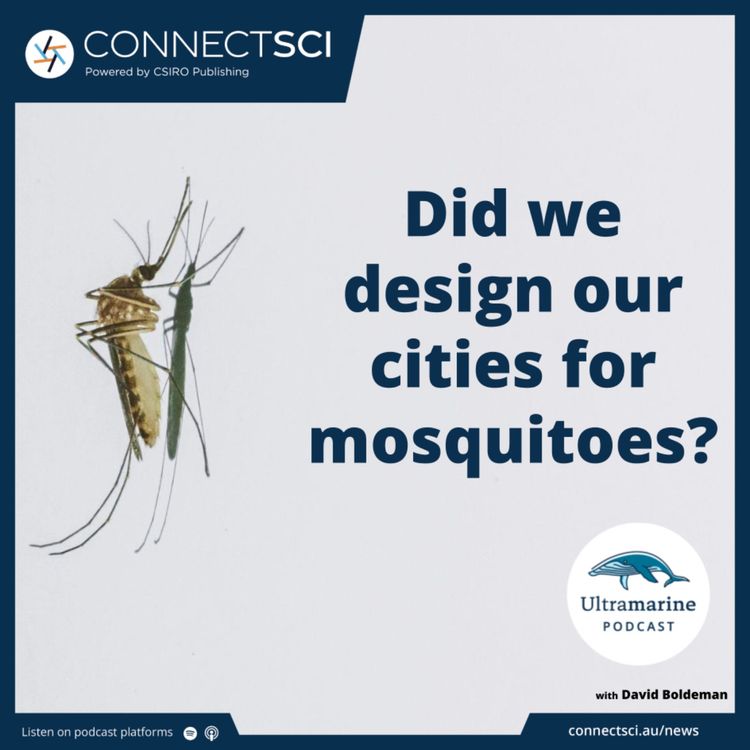 cover art for Did we accidentally design our cities for mosquitoes?