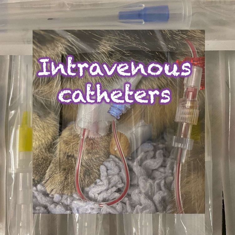 cover art for 150 Intravenous catheters