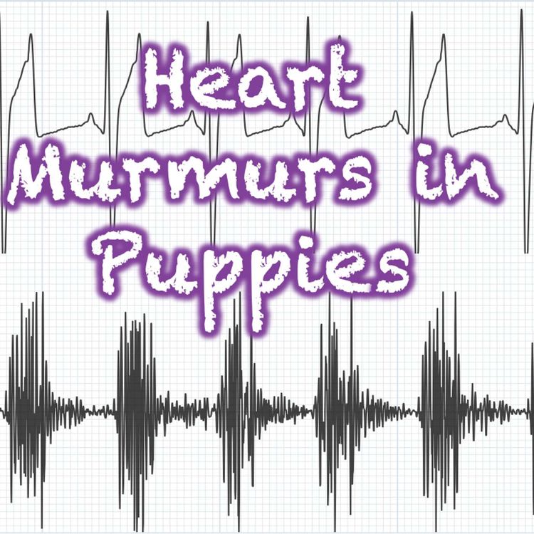 cover art for 147 Heart murmurs in puppies