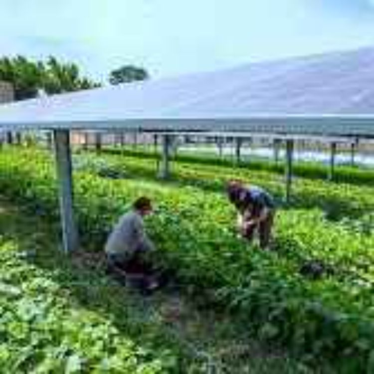 cover art for Where can you have a solar farm?
