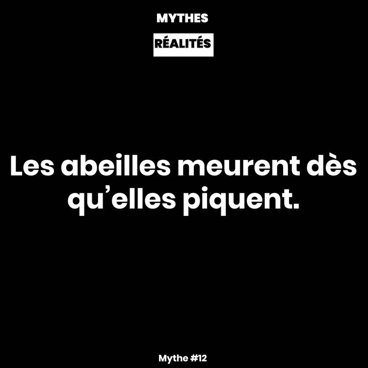 cover art for Mythe #12 — Les abeilles meurent dès qu’elles piquent