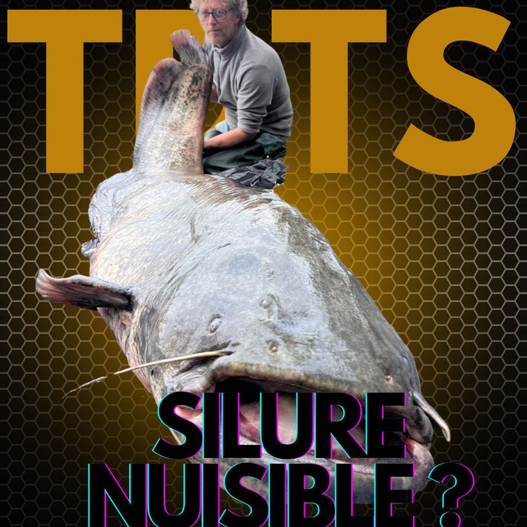 cover art for Doit-on classer le SILURE nuisible ?