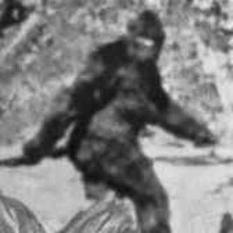 cover art for Cryptozoology