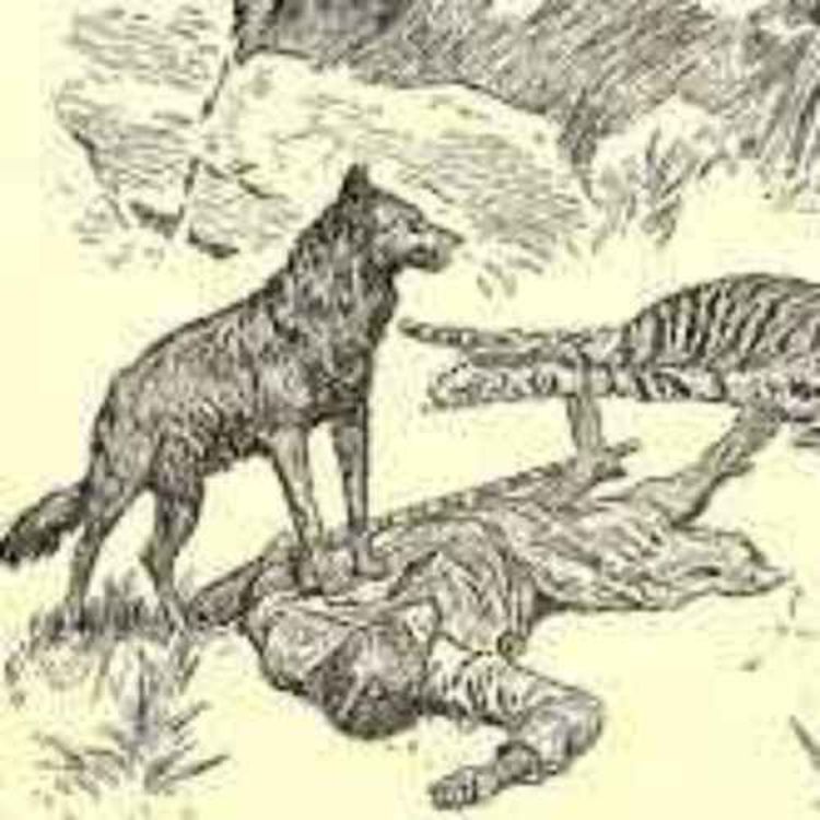 cover art for Children Who Grew Up in the Wild and Were Raised by Animals