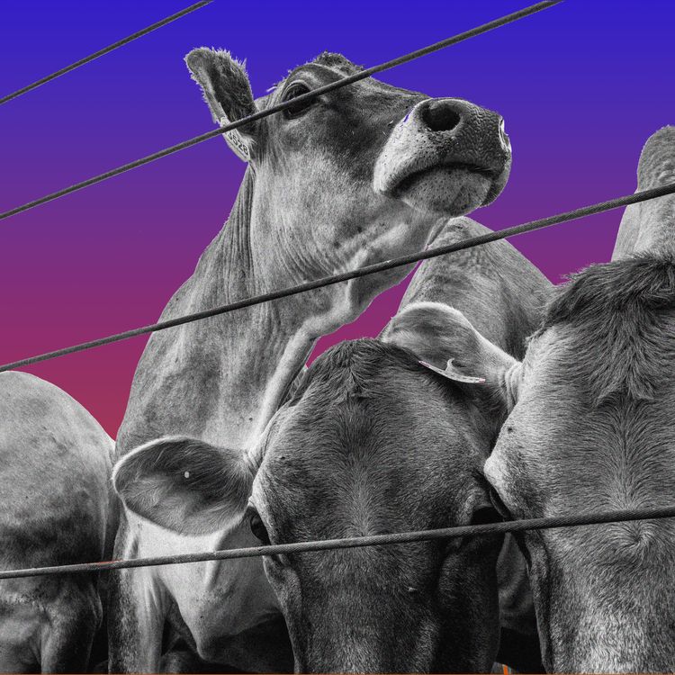 cover art for What's the Beef with Screwworm?