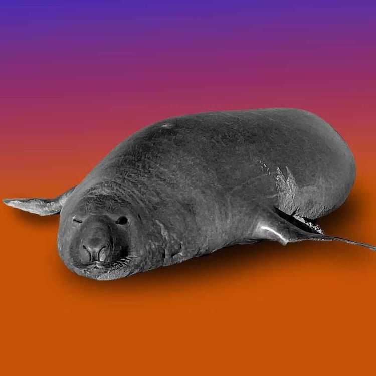cover art for Off-the-Record: Neil the Seal’s Whole Deal