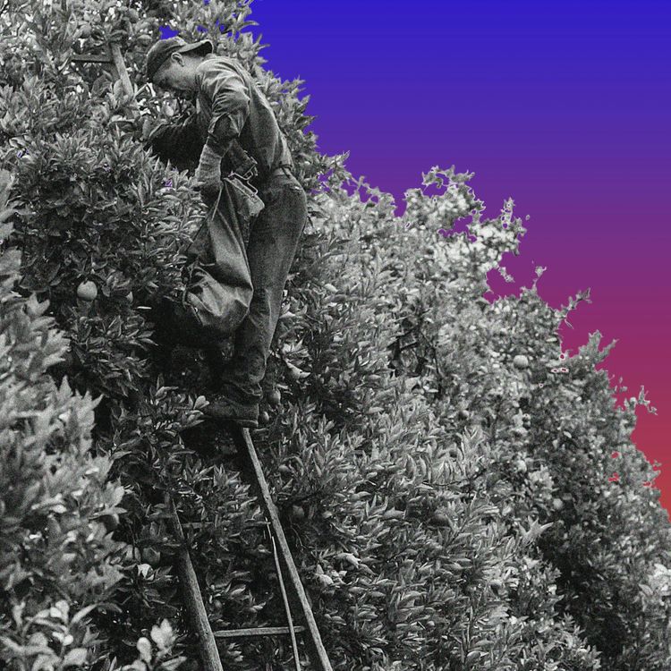 cover art for Trump’s Attack on Visas