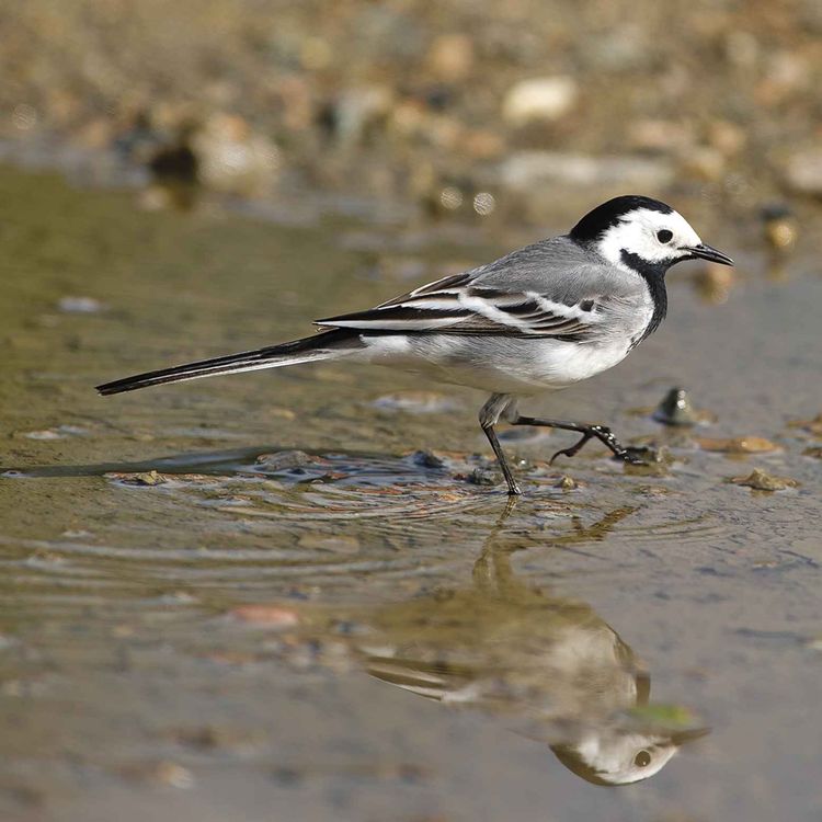 cover art for Le chant de la bergeronnette grise