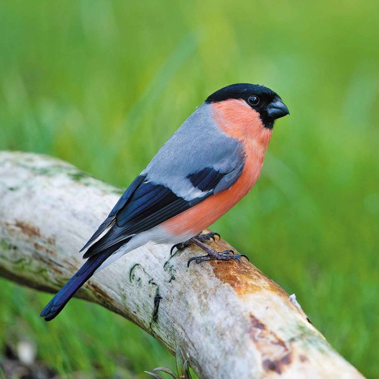 cover art for Le chant du bouvreuil pivoine