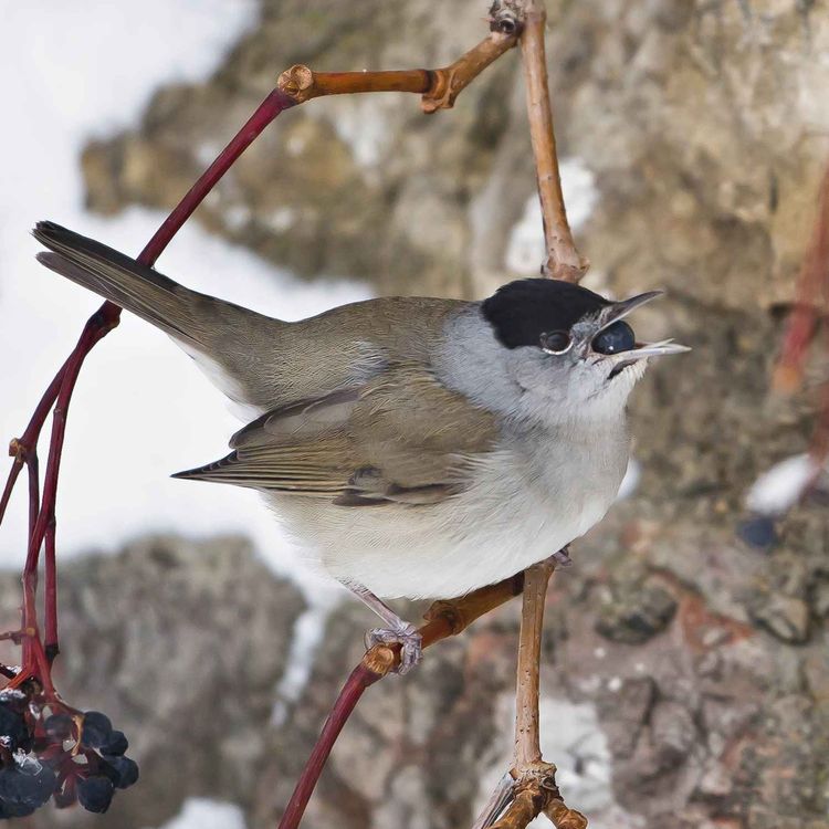 cover art for Le chant de la fauvette à tête noire