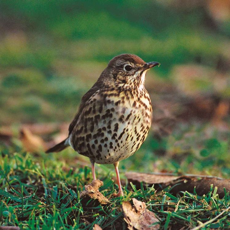 cover art for Le chant de la grive musicienne