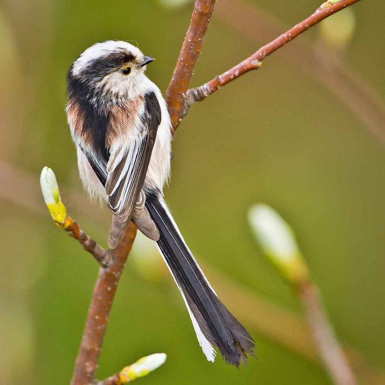 cover art for Le chant de la mésange à longue queue