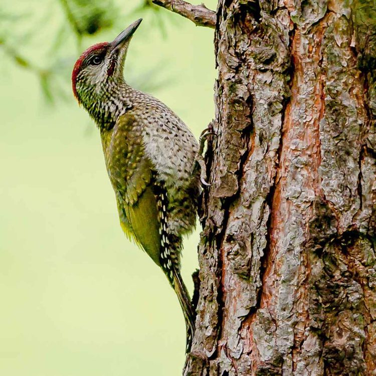 cover art for Le chant du pic-vert