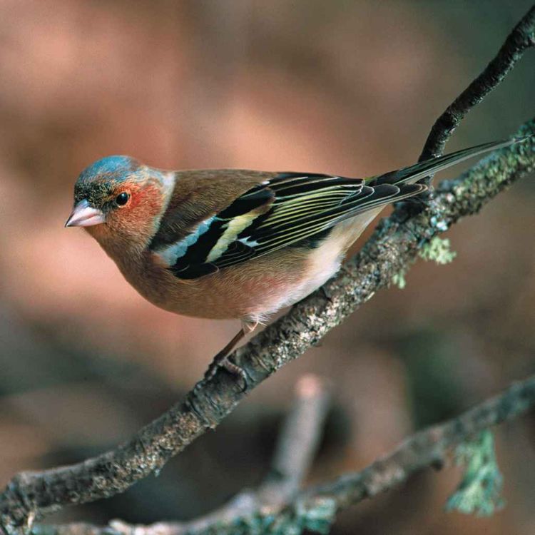 cover art for Le chant du pinson des arbres